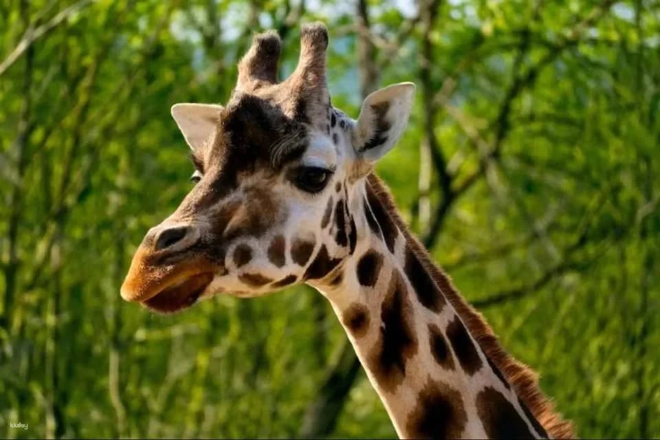 Prague Zoo Ticket + Audio Guide