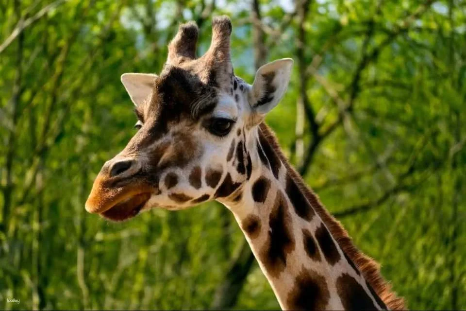 Prague Zoo Ticket + Audio Guide