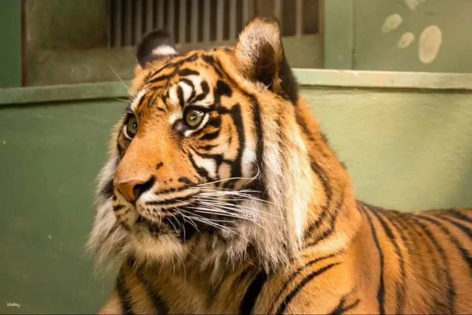 Prague Zoo Ticket + Audio Guide
