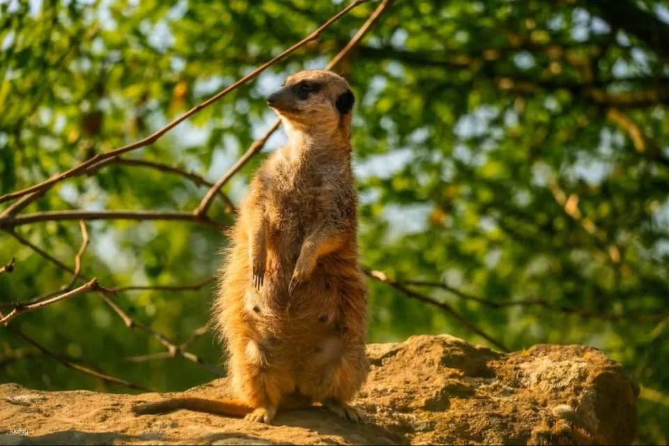 Prague Zoo Ticket + Audio Guide