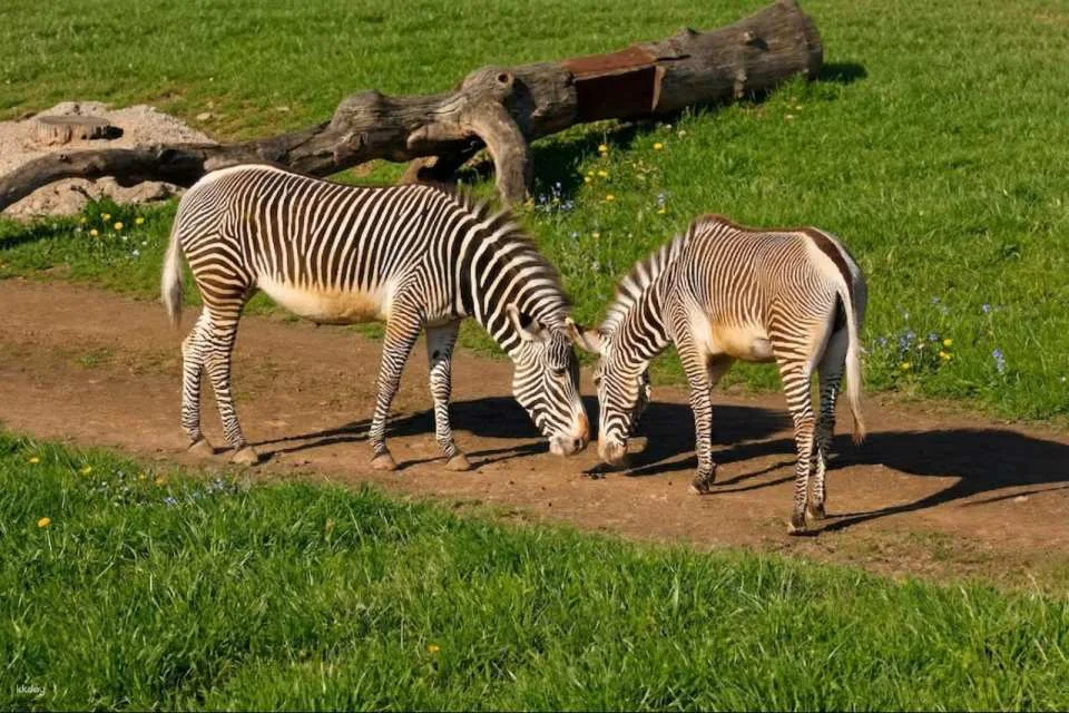 Prague Zoo Ticket + Audio Guide