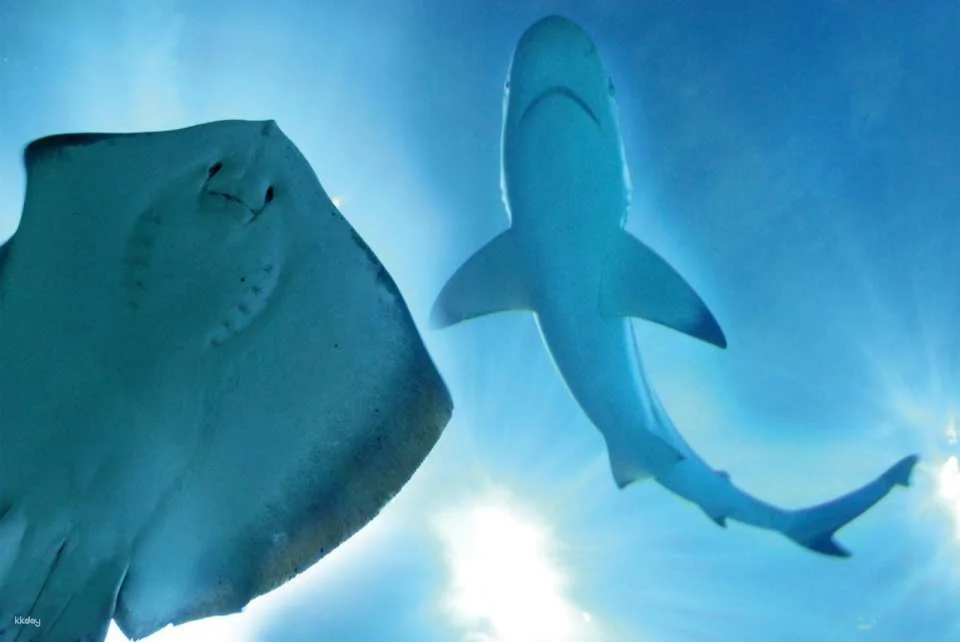 Gardaland SEA LIFE Aquarium Ticket