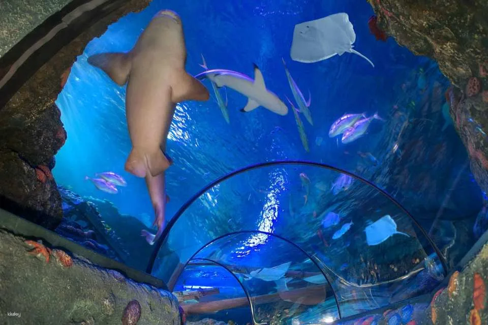 Gardaland SEA LIFE Aquarium Ticket