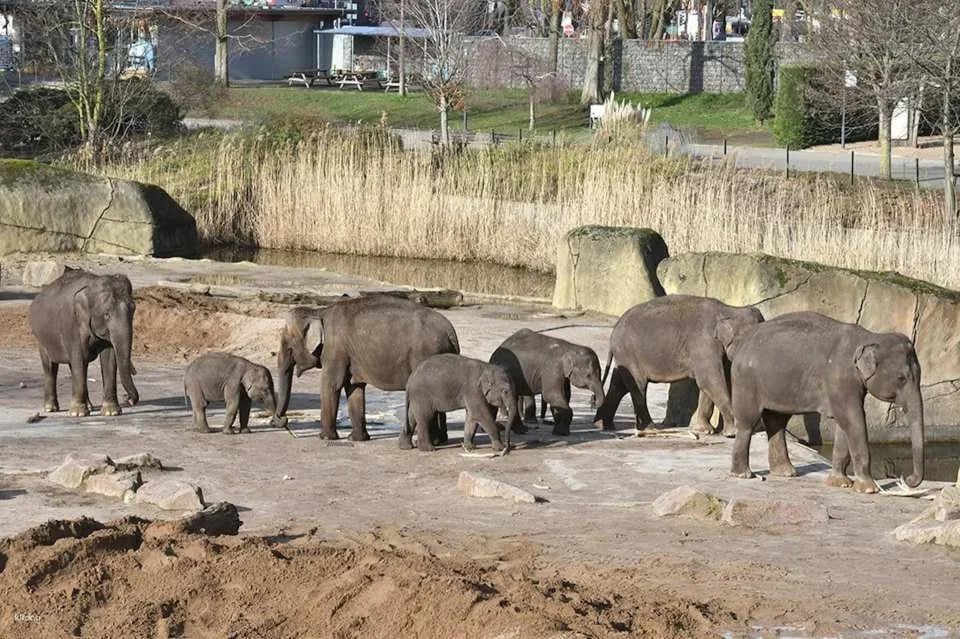 Cologne Zoo & Aquarium Ticket