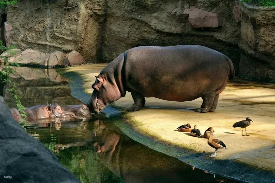 Cologne Zoo & Aquarium Ticket