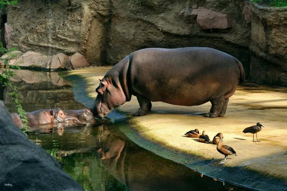 Cologne Zoo & Aquarium Ticket