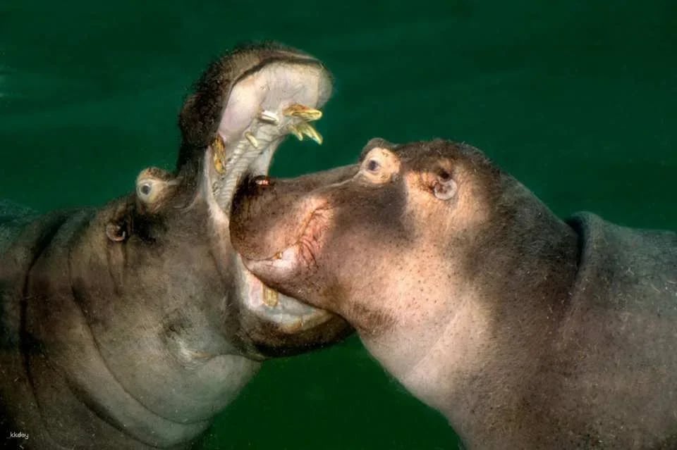 Cologne Zoo & Aquarium Ticket