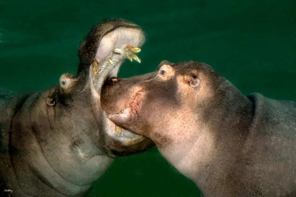 Cologne Zoo & Aquarium Ticket