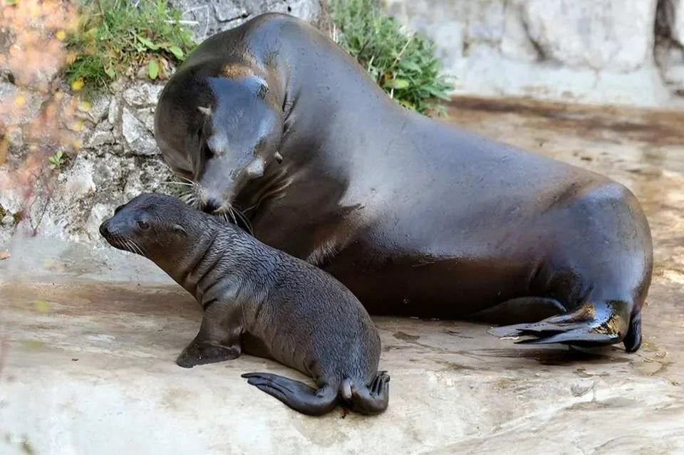 Cologne Zoo & Aquarium Ticket