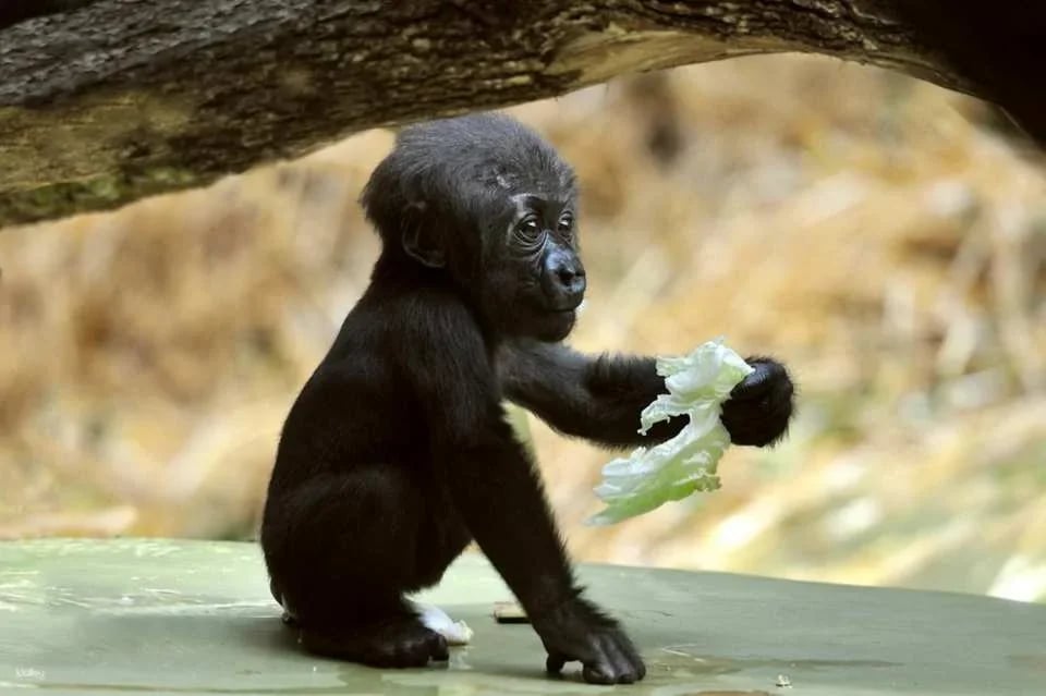 Cologne Zoo & Aquarium Ticket