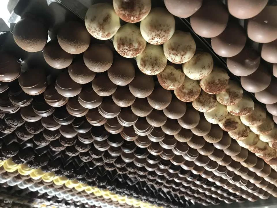 Appenzell Tour from Zurich with Cheese and Chocolate Tasting