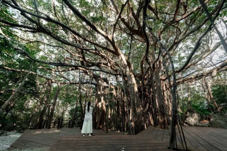Northern Okinawa | ASMUI Hiking Tickets