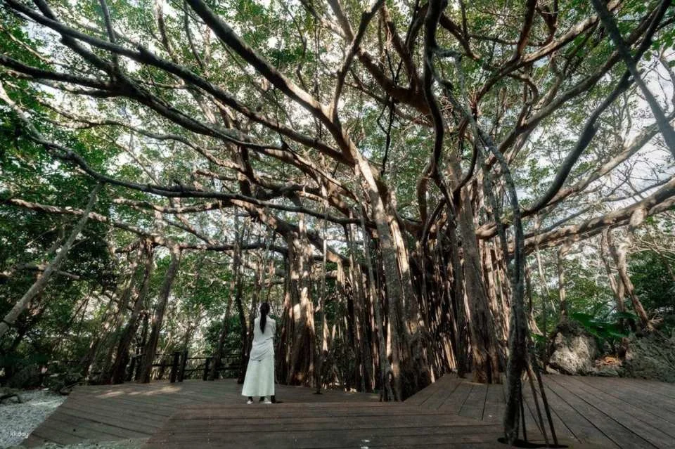 Northern Okinawa | ASMUI Hiking Tickets