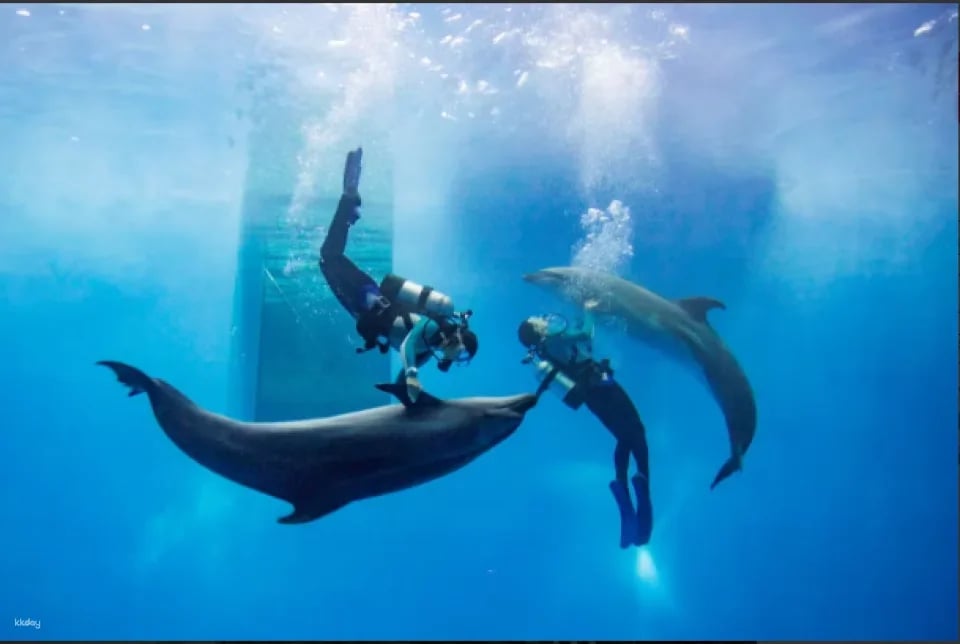 Niigata | Joetsu Municipal Aquarium Museum Tickets