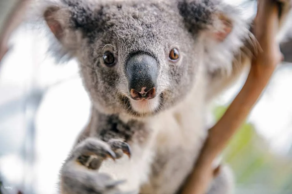 WILD LIFE Sydney Zoo Ticket | Australia