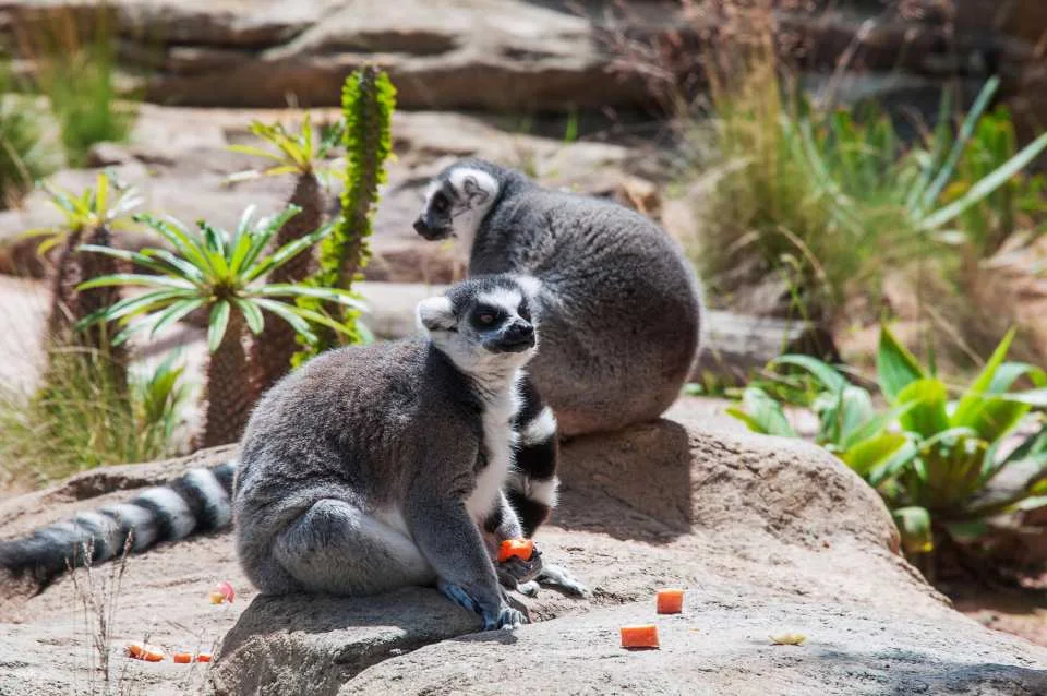 WILD LIFE Sydney Zoo Ticket | Australia