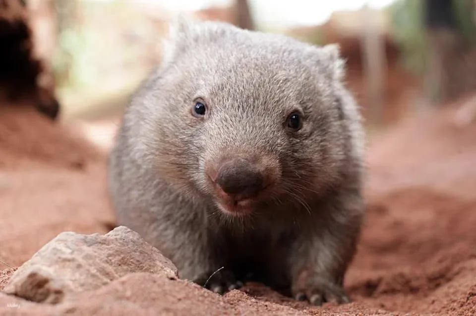 WILD LIFE Sydney Zoo Ticket | Australia