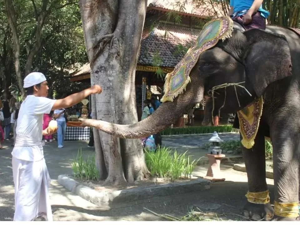 Jungle Vibe & Wildlife Drive: Bali Safari Day Experience