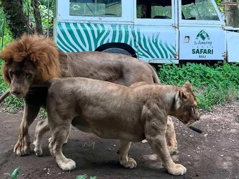 Jungle Vibe & Wildlife Drive: Bali Safari Day Experience