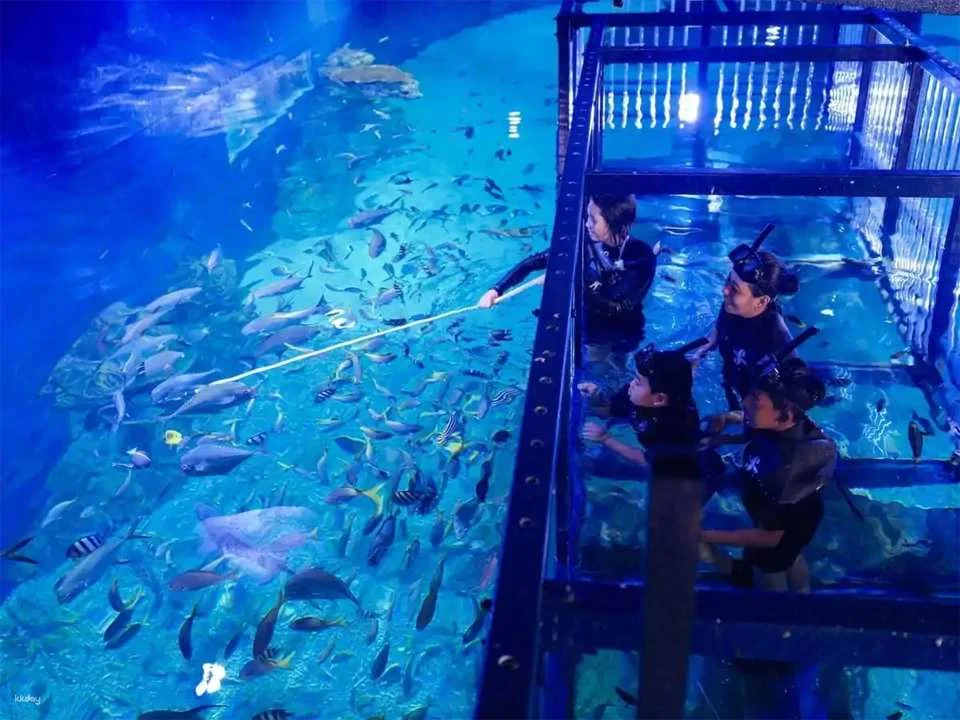 Unleash Your Aquatic Curiosity: Marine Safari Bali Experience