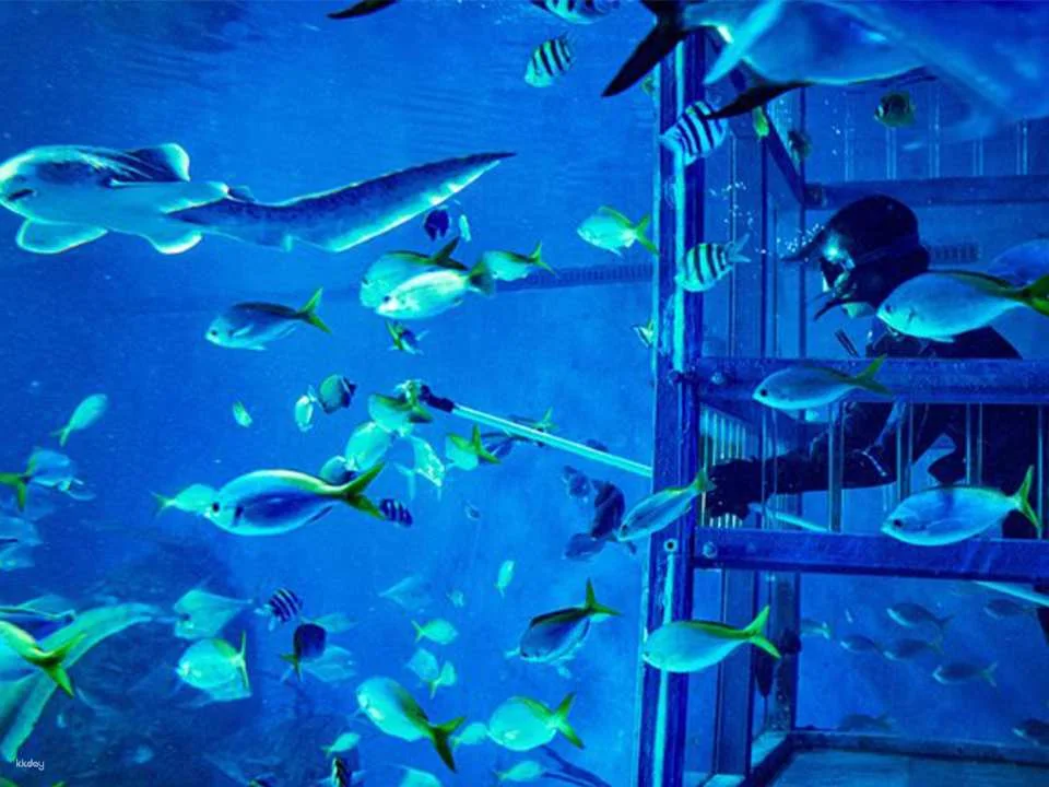 Unleash Your Aquatic Curiosity: Marine Safari Bali Experience