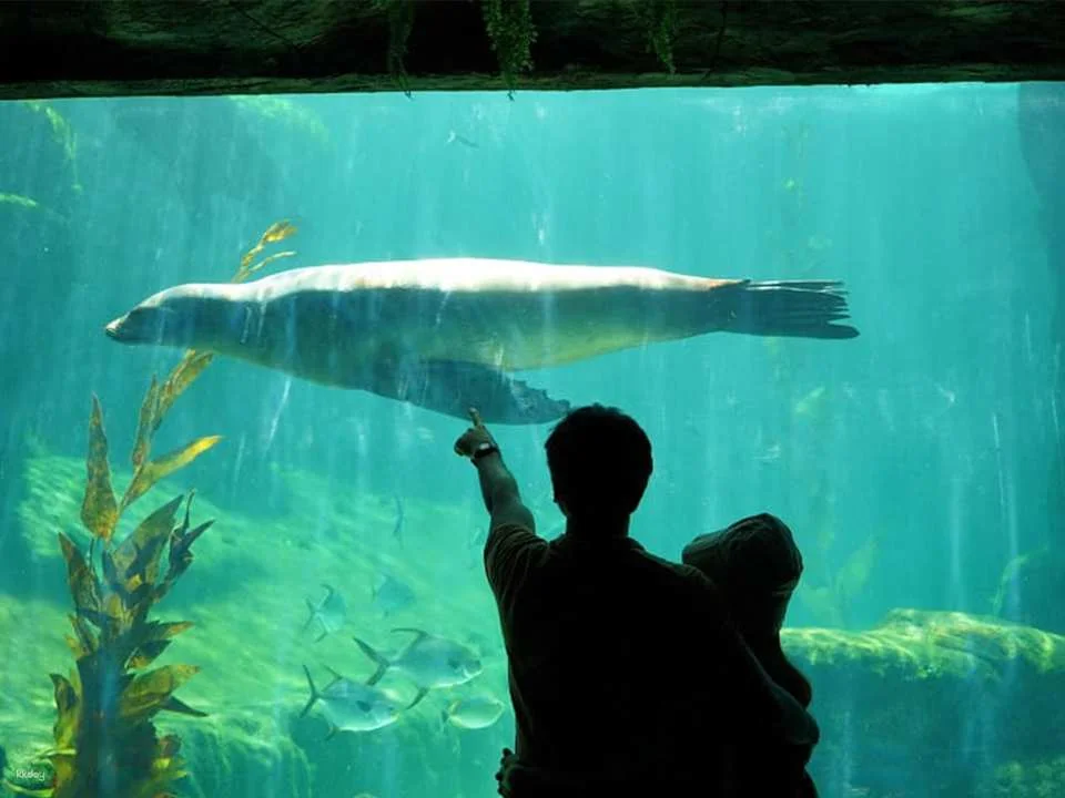 Unleash Your Aquatic Curiosity: Marine Safari Bali Experience