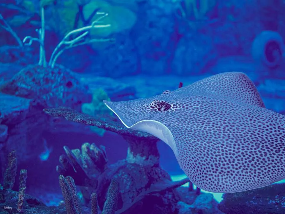 Unleash Your Aquatic Curiosity: Marine Safari Bali Experience