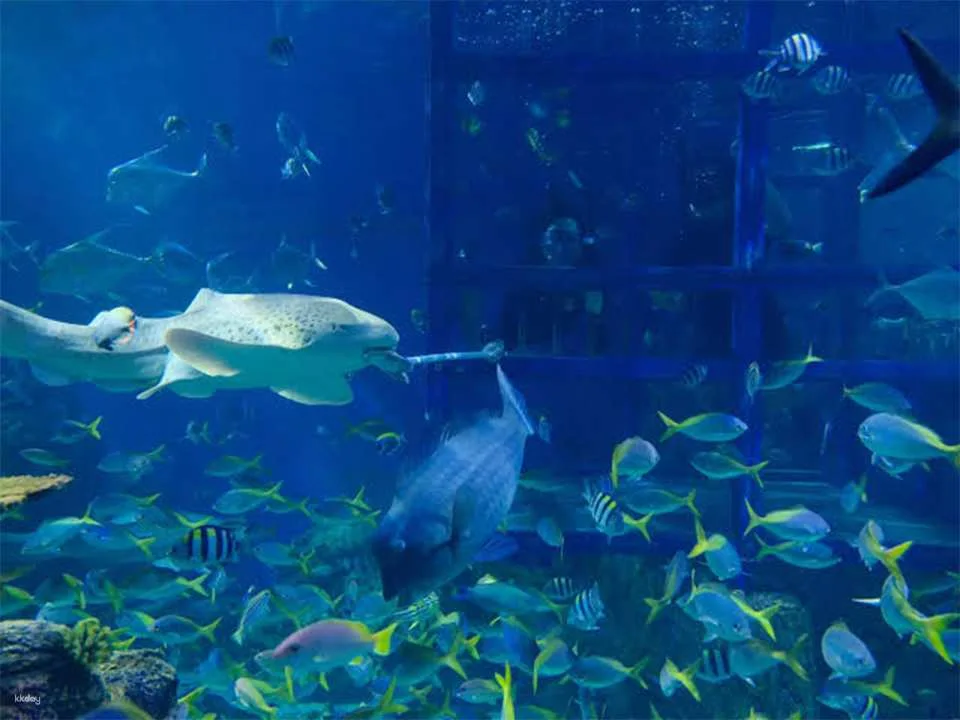 Unleash Your Aquatic Curiosity: Marine Safari Bali Experience