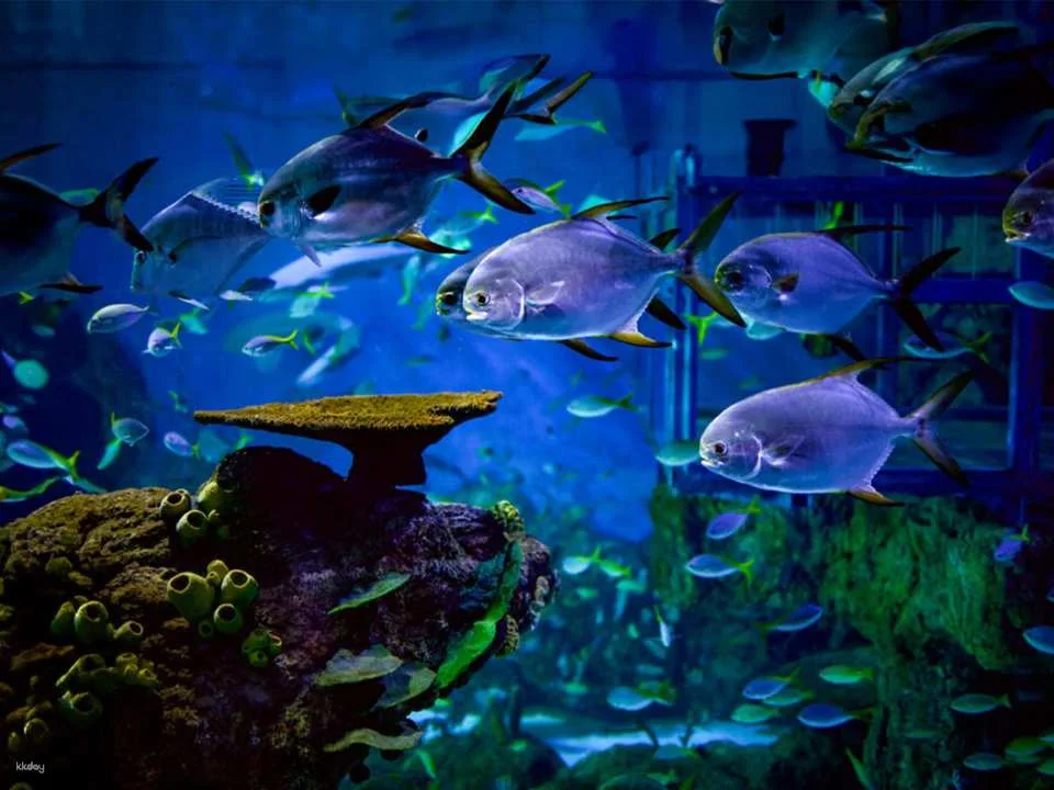Unleash Your Aquatic Curiosity: Marine Safari Bali Experience