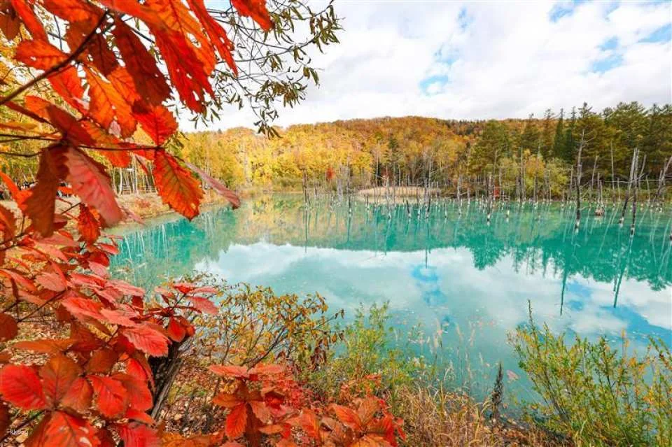 [Summer Special Course Added] Sapporo & Biei Private Exclusive Van Tour | Hokkaido, Japan (765704)