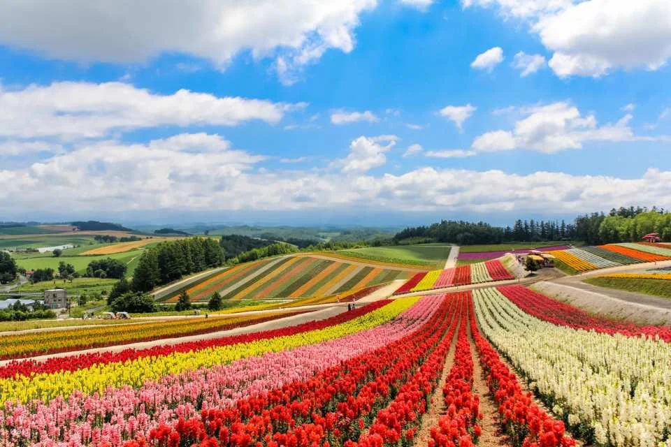 [Summer Special Course Added] Sapporo & Biei Private Exclusive Van Tour | Hokkaido, Japan