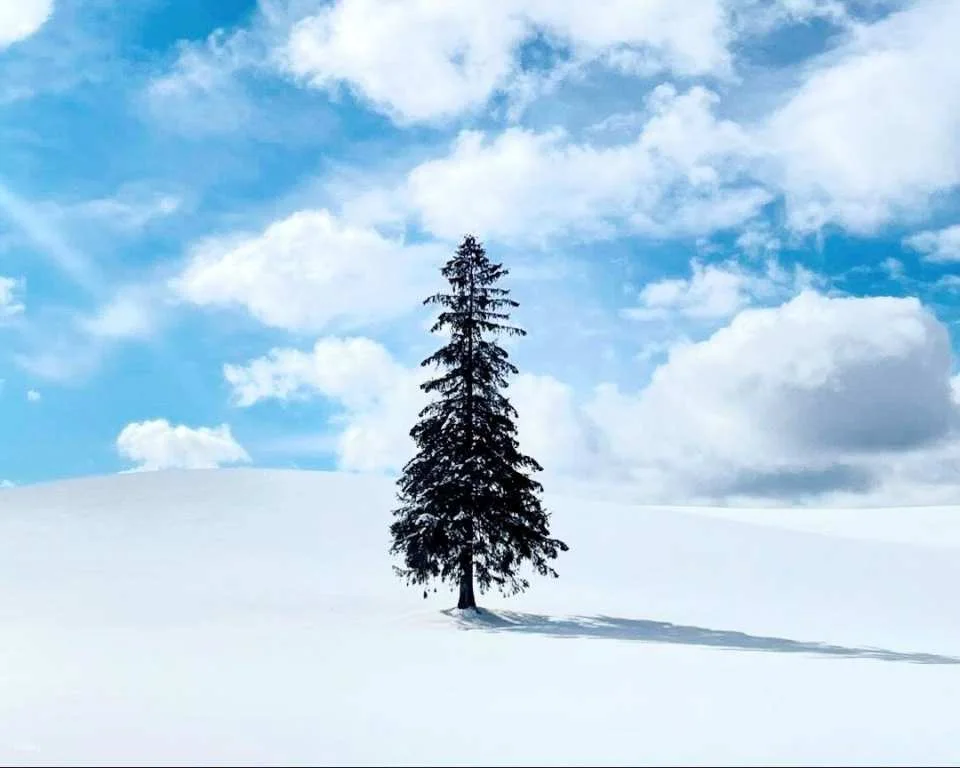 [Summer Special Course Added] Sapporo & Biei Private Exclusive Van Tour | Hokkaido, Japan