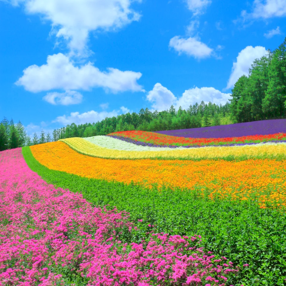 [Summer Special Course Added] Sapporo & Biei Private Exclusive Van Tour | Hokkaido, Japan