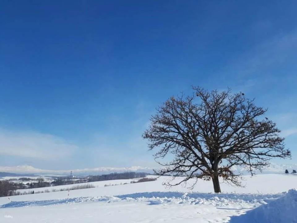 [Summer Special Course Added] Sapporo & Biei Private Exclusive Van Tour | Hokkaido, Japan