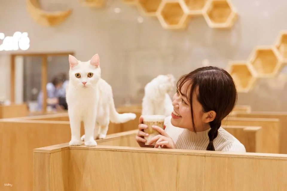 Cat Café MOFF Okinawa Experience | Admission Ticket with Drink (Valid for iias Toyosaki & Kokusai-dori Branches) (770858)