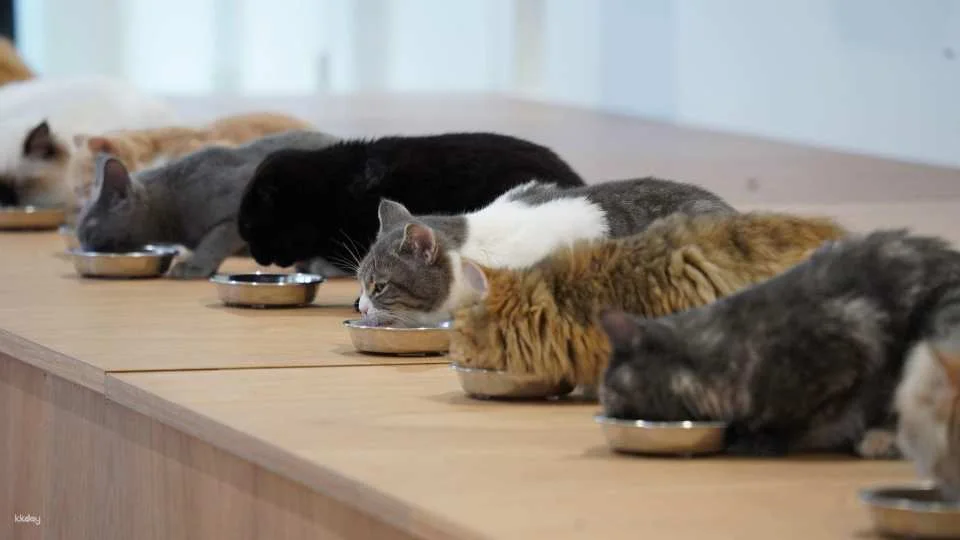 Cat Café MOFF Okinawa Experience | Admission Ticket with Drink (Valid for iias Toyosaki & Kokusai-dori Branches)