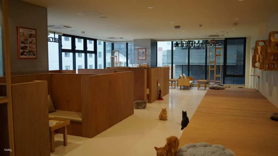 Cat Café MOFF Okinawa Experience | Admission Ticket with Drink (Valid for iias Toyosaki & Kokusai-dori Branches)
