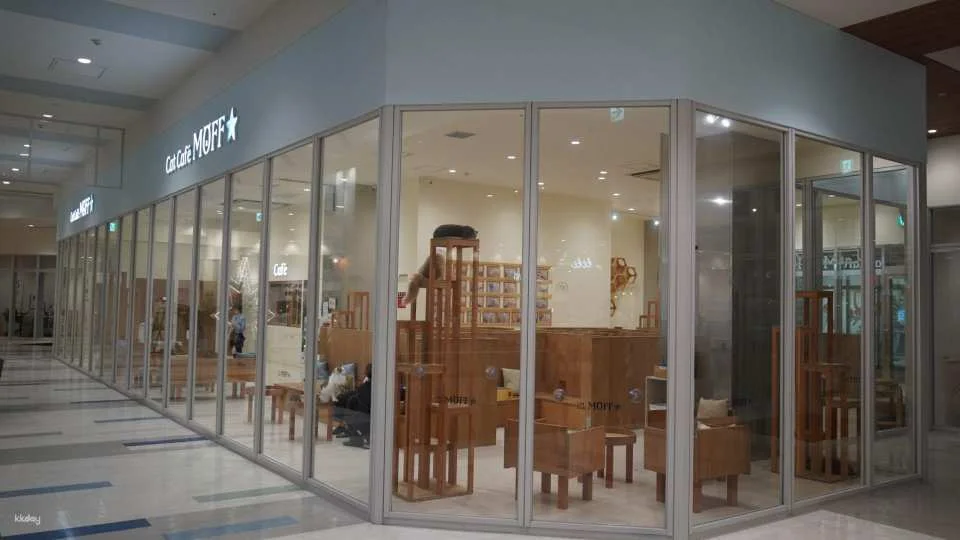 Cat Café MOFF Okinawa Experience | Admission Ticket with Drink (Valid for iias Toyosaki & Kokusai-dori Branches)