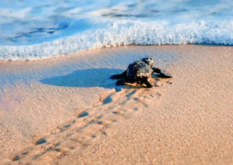 Bali Horse Riding with Optional Turtle Release & Tour