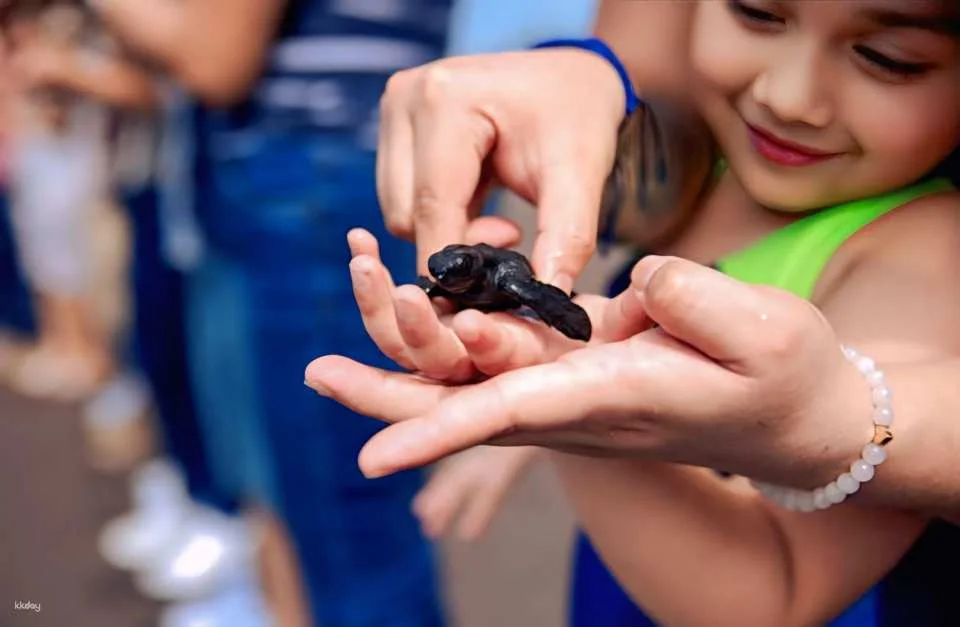 Bali Horse Riding with Optional Turtle Release & Tour