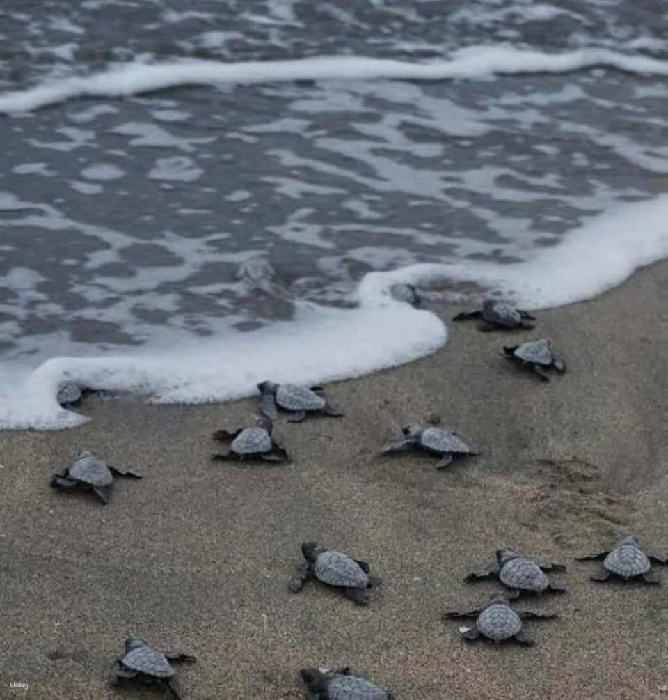 Bali Horse Riding with Optional Turtle Release & Tour