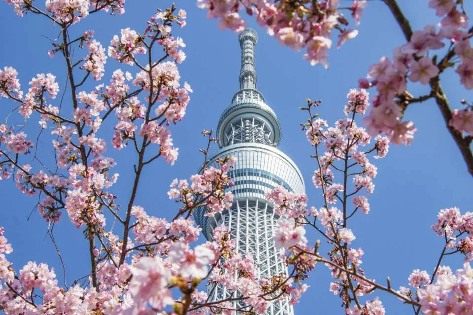 Tokyo Have Fun Pass Deluxe (Includes Tokyo Skytree, Asakusa Kimono Rental, and more)