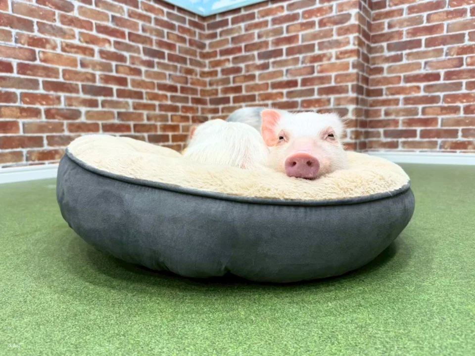 Osaka | Micro Pig Interaction Experience | Buta Goya