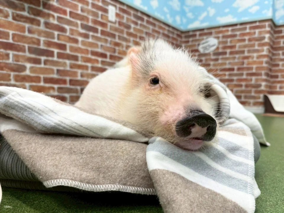 Osaka | Micro Pig Interaction Experience | Buta Goya