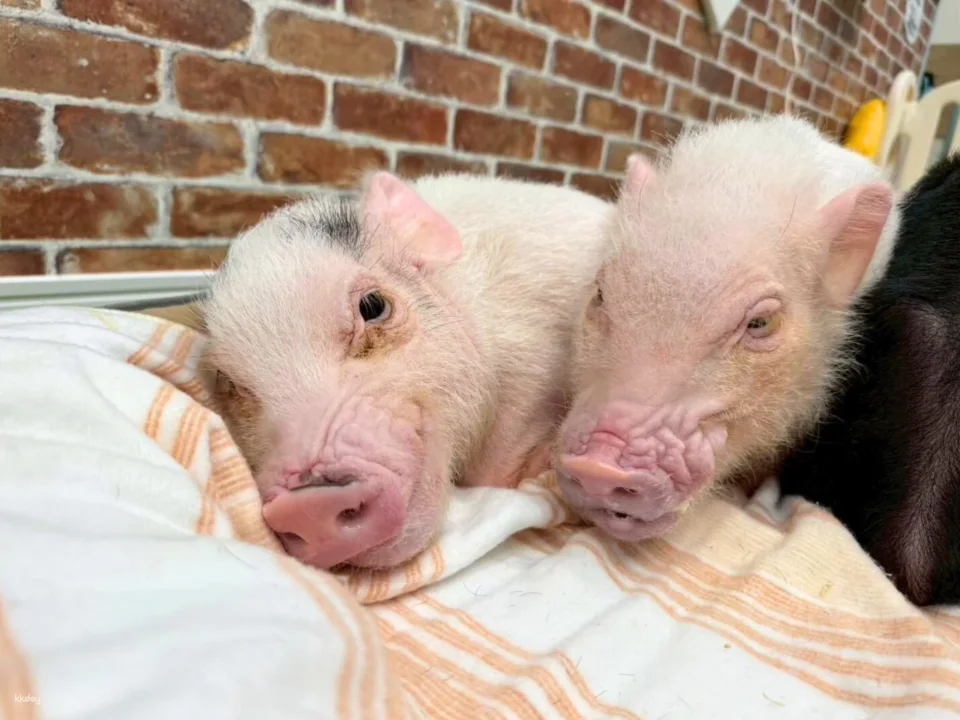 Osaka | Micro Pig Interaction Experience | Buta Goya