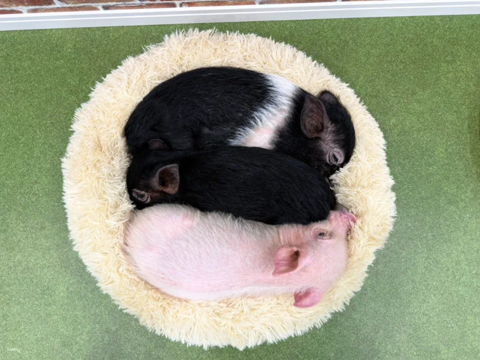 Osaka | Micro Pig Interaction Experience | Buta Goya