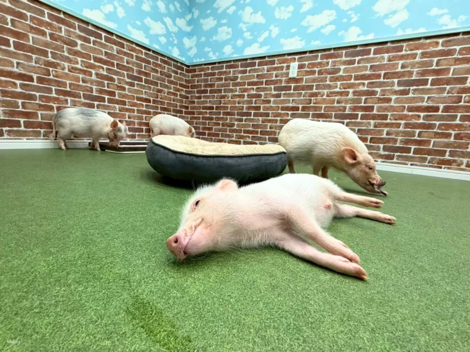 Osaka | Micro Pig Interaction Experience | Buta Goya