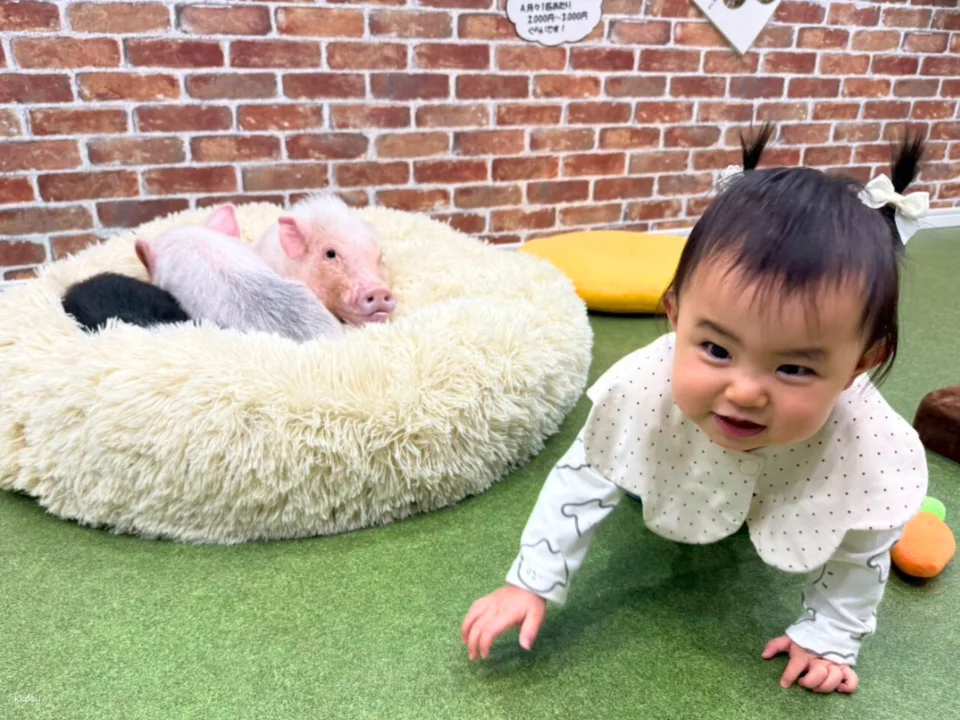 Osaka | Micro Pig Interaction Experience | Buta Goya