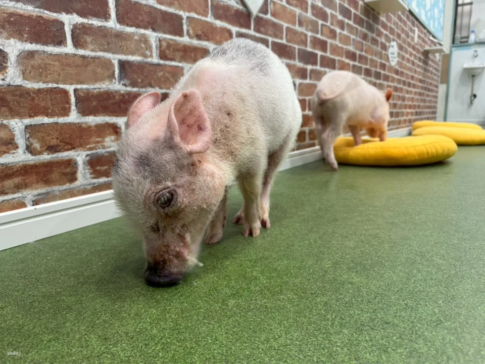 Osaka | Micro Pig Interaction Experience | Buta Goya