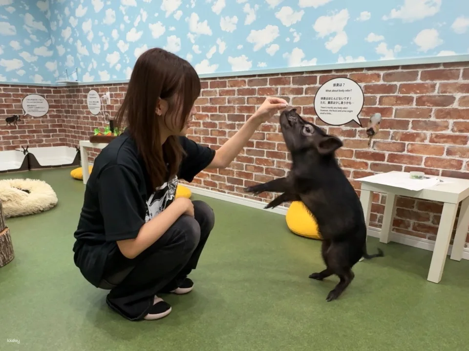 Osaka | Micro Pig Interaction Experience | Buta Goya